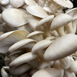 Korean BBQ Pickled Oyster Mushrooms