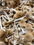 Smoked Local Pioppino Mushrooms