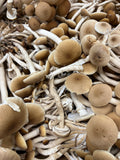 Smoked Local Pioppino Mushrooms